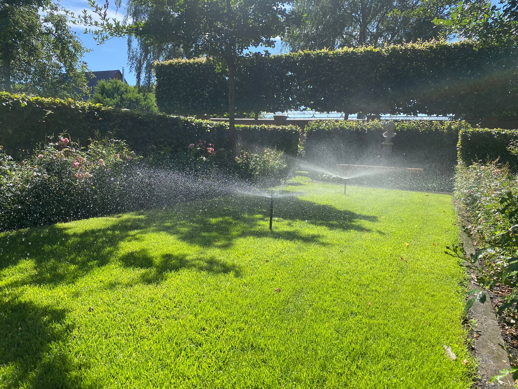 Sonnenbeschienener Garten mit grüner Rasenfläche, sprühender Sprinklerbewässerung, niedrige Hecken, Rosenbeete am Rand und eine Skulptur im Hintergrund