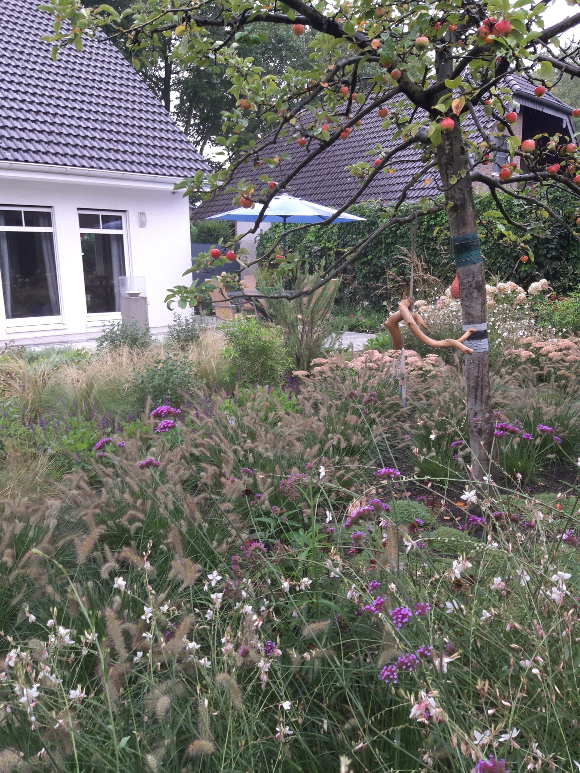 Stauden statt Rasen, blühende Staudenbeete, lila Blüten, Apfelbaum mit roten Früchten Zwiebelblume Allium, lila blühend mit einer Biene