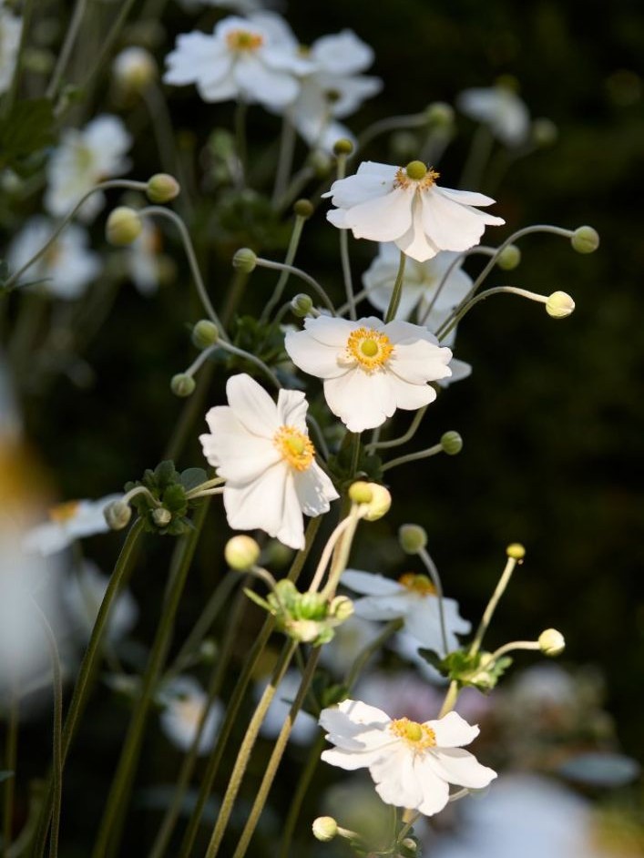 Lila Blumenbeet mit blühenden Pflanzen und zwei Gartenliegen im Hintergrund.