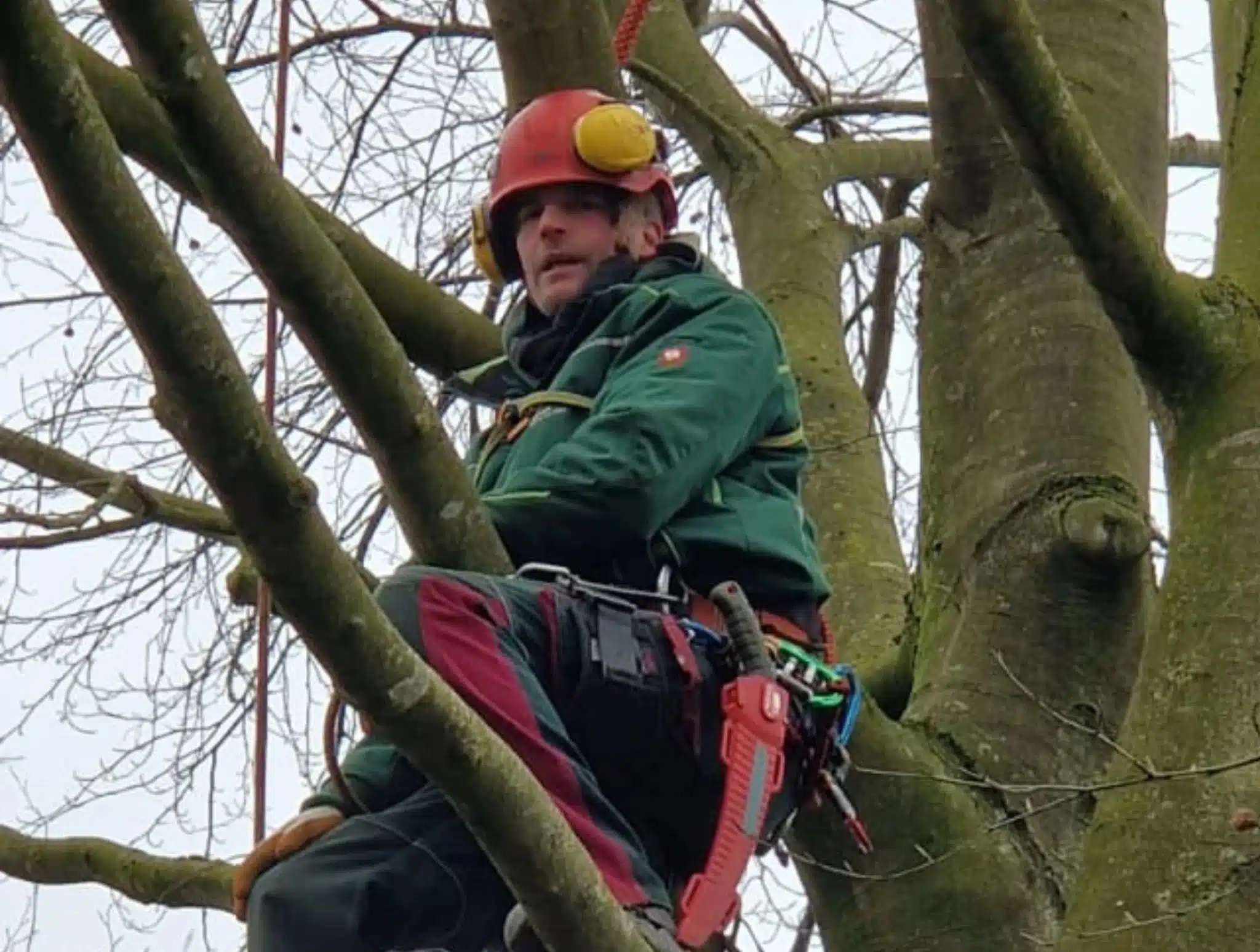 Baumpflege in großer Höhe mit Seilklettertechnik Baumpfleger mit Schutzhelm, Klettergurt und Seilsicherung sitzt in der Krone eines großen, unbelaubten Baumes.